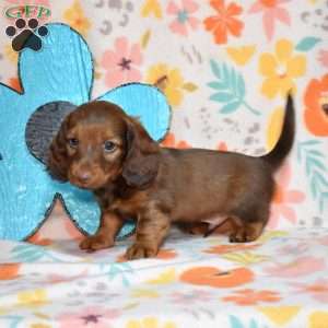 Tator Tot, Dachshund Puppy